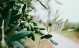 olives vertes sur un olivier_0