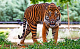 Vietnam : le tigre asiatique