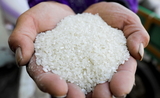 La flambée des prix du blé et du maïs stimule la demande en brisure de riz dans l’alimentation animale en Asie