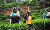 Cueilleuses de thé dans une plantation des Nilgiris en Inde