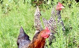 Poules élevées en plein air en Grande Bretagne épidémie de grippe aviaire