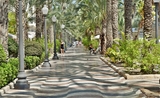 Chemin au milieu des palmiers
