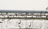 Les oiseaux du lac Chilika dans l'Odisha en Inde