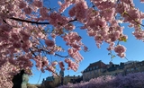 Les cerisiers japonais de Stockholm à kungsträdgården