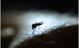 moustique Aedes sur peau