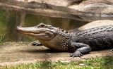 VIDÉO - Un alligator vole une balle en pleine partie de golf dans un Country Club