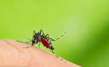 dengue Aedes Aegypti moustique