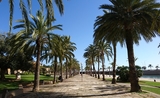 Une allée de palmiers à Palma de mallorca en espagne