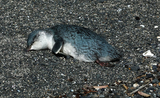 pinguins mort