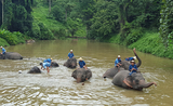 Centre-Elephants-Lampang