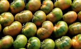 tomate “raf-pata negra” de Almeria