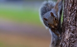 Les écureuils gris menacent leurs cousins roux