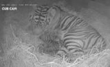 Les tigres de Sumatra se portent bien au zoo de Londres
