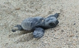 bebe tortue sur une plage de Catalogne
