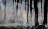 arbres brulés pendant un incendie et nuage de fumée