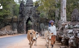 campagne vache portes temples - Cambodge 