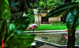Les flamants roses de la villa Invernizzi, un des lieux cachés de Milan