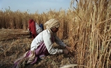 un paysan indien récoltant du blé
