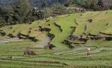 Une rizière verte en escalier au Vietnam 