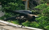 un corbeau prenant son envol à Pondichery