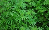 Du cannabis dont la légalisation devrait être prochainement actée en Allemagne 