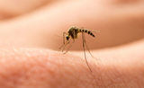 moustique - virus du nil occidental - grèce