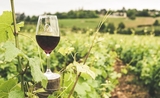 18 médailles pour les vins roumains au Mundus Vini International Wine Award 2022