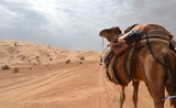 DROMADAIRE AU COEUR DU DESERT TUNISIEN
