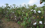 Un champ de coton en fleur dans le Gujarat en Inde 