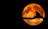 Un chat noir devant la lune