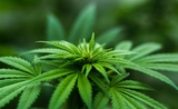 Si la possession ou consommation de cannabis est dépénalisée dans certains pays, d’autres l’interdisent fermement
