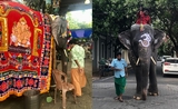 Lakshmi, l'éléphante dans les rues de Pondichéry 