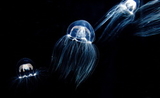 golfe thailande meduses