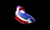 Thai-flag-colored-fish-