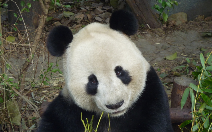 un panda 
