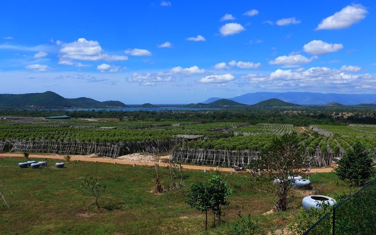 La plantation kampot poivre Cambodge 