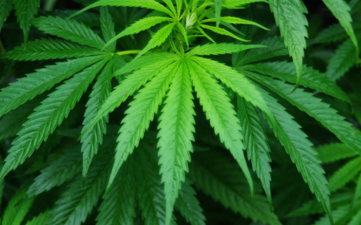 Cannabis Sativa Plant