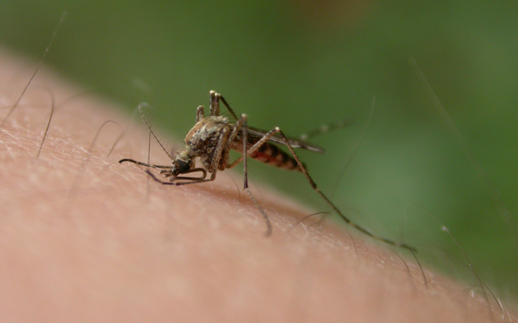 Moustique-Chikungunya-thailande