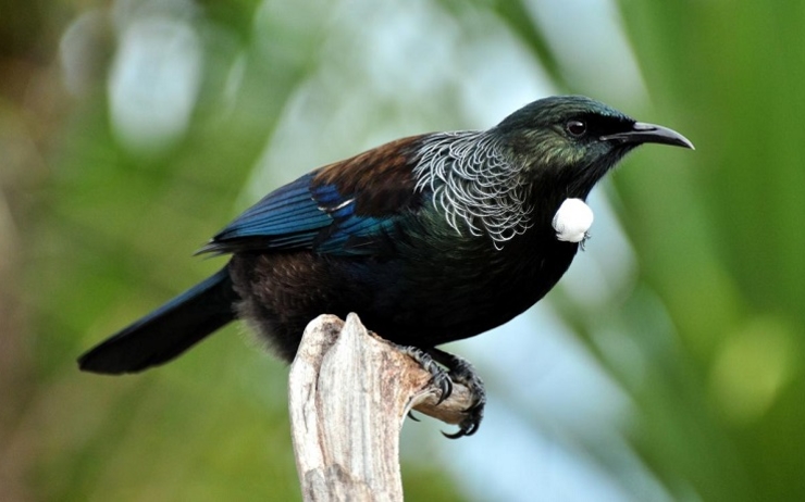 Petit Guide Des Oiseaux De Nouvelle Zélande Lepetitjournalcom