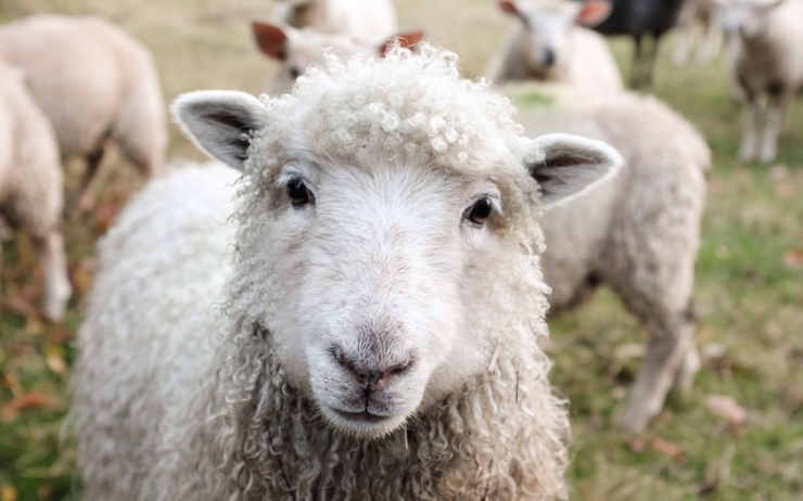 mouton Nouvelle Zélande