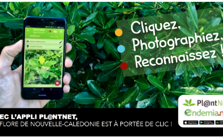 Une grande partie de la flore de Nouvelle-Calédonie est désormais à portée de clic avec Pl@ntnet, l’application pour Smartphone d’identification des plantes. 