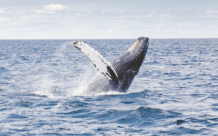 Les différents comportements de la baleine rythment la vie de la tribu et structurent les activités. La baleine participe ainsi à faire perdurer notre culture, nos traditions.