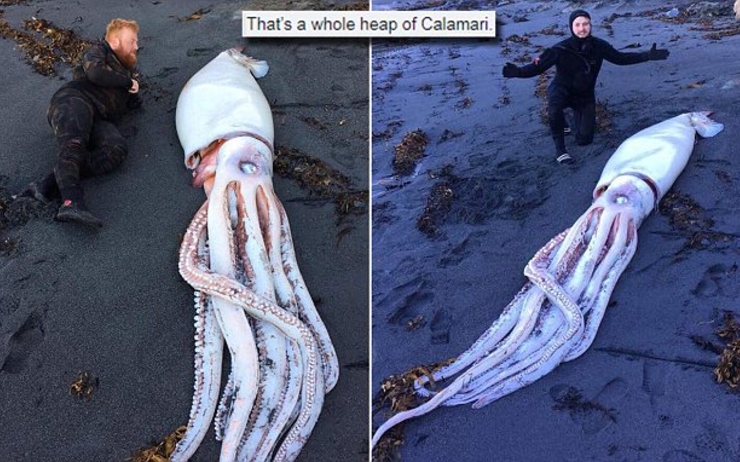 calamar géant Wellington
