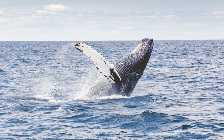 observer baleines nouvelle zelande