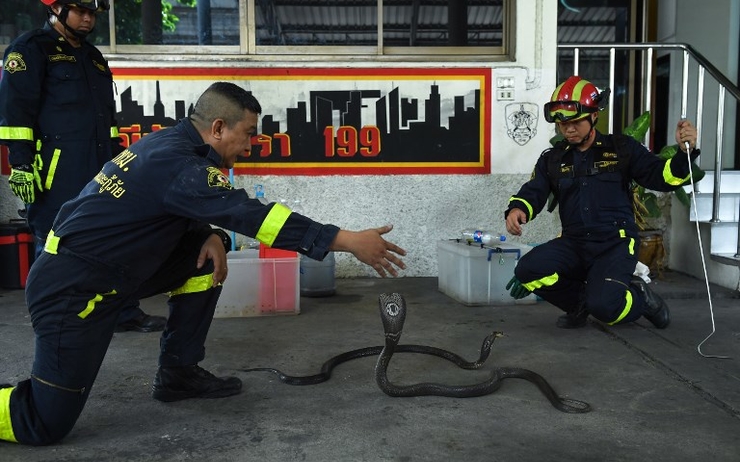 Pompier chasseur de serpent Bangkok