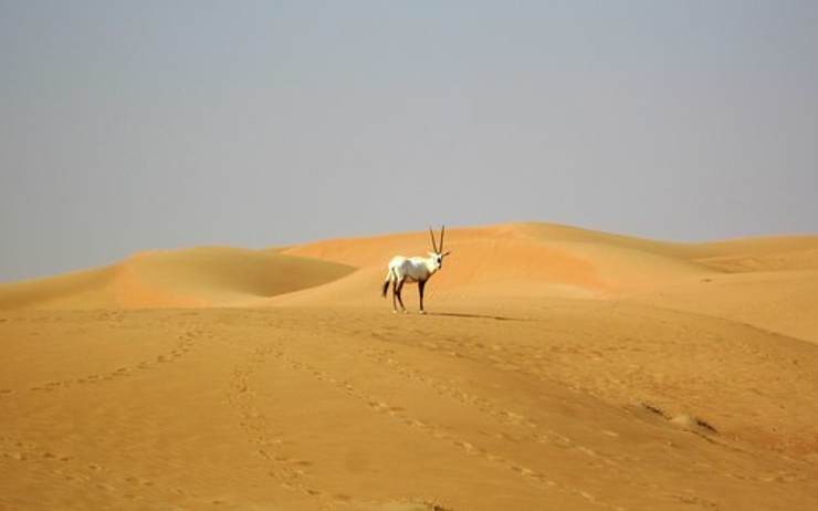 Dubai-Oryx-sauvetage-Cheikh-Hamdan-préservation-vie-sauvage-réserve