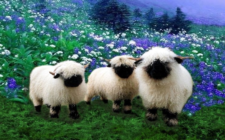 Nez Noir du Valais Nouvelle Race moutons en NZ