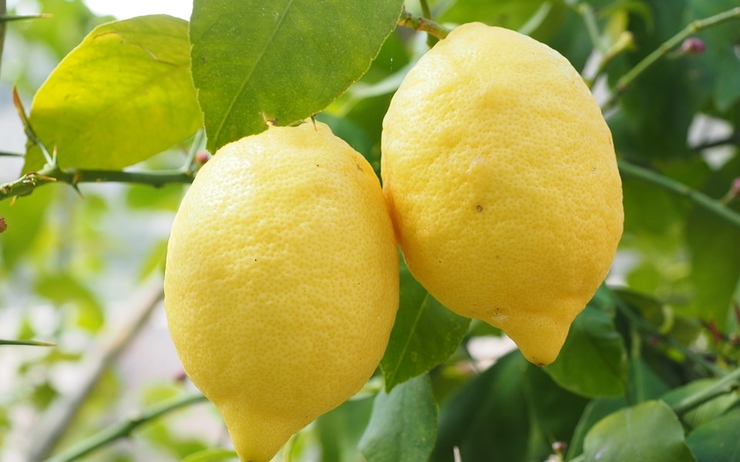 Une guêpe envahissante détruit les citronniers de Perth Australie