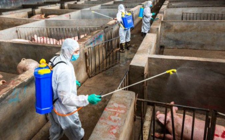 cochons porcs chine virus africain agroalimetaire