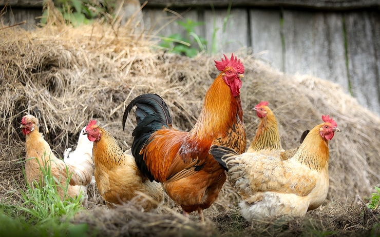 Dubai-interdiction-importation-volailles-Bulgarie-épidémie-aviaire